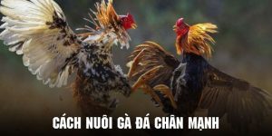 Cách Nuôi Gà Đá Chân Mạnh - Bí Kíp Vàng Để Gà Có Phong Độ Cao