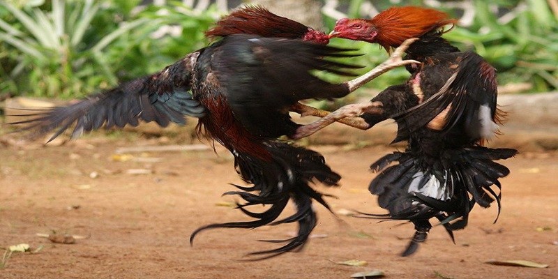 Giới thiệu chuyên mục đá gà 8KBET siêu thu hút với khách hàng
