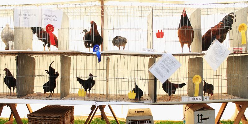 Thánh địa của giới mộ điệu châu Á